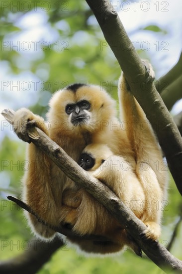 Northern white-cheeked gibbon (Nomascus leucogenys), female with juvenile, captive, occurrence in