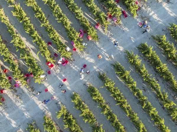 Vintage at the vineyard of the Bodega González Byass near the town of Jerez de la Frontera. Aerial