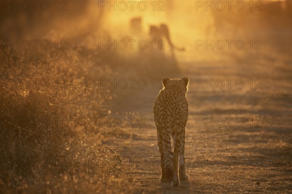 Cheetah (Acinonyx jubatus) back view of group walking into sunset on trail, Castile-La Mancha,