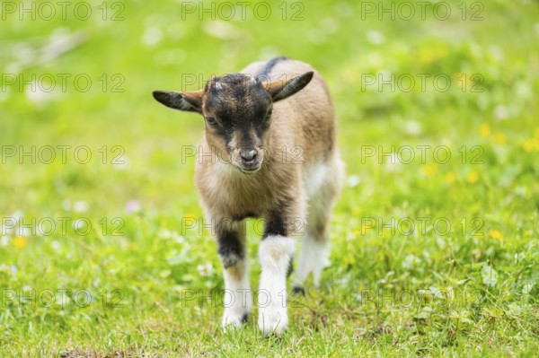 Domestic goat (Capra aegagrus hircus) kid walking on a meadow in spring, Bavaria, Germany