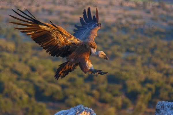 Griffon Vulture, Eurasian Griffon Vulture, Griffon Vulture, Eurasian Griffon, (Gyps fulvu), Vautour