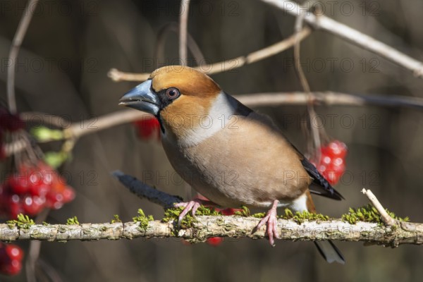 A male hawfinch (Coccothraustes coccothraustes) sits on a branch covered in moss with red berries