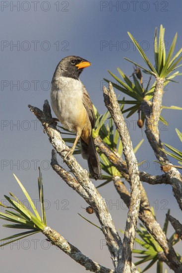 Black-throated Saltator (Saltator atricollis) perched on a branch in the Atlantic rainforest of
