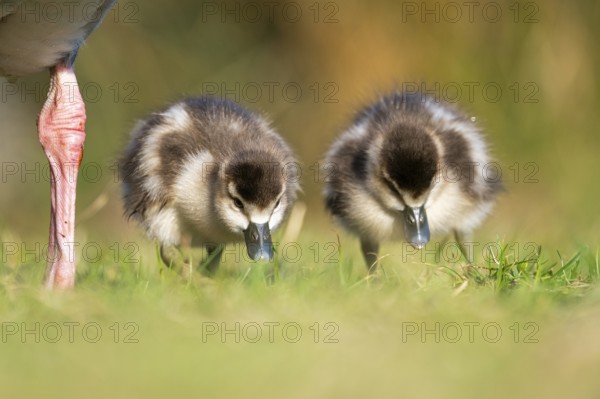 Egyptian goose (Alopochen aegyptiaca) cute chicks on a meadow at the shore of a lake, Bavaria,