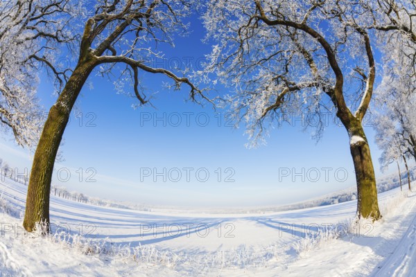 Oak tree avenue, (Quercus robur), trees covered in frost and snow, in winter, with a clear blue