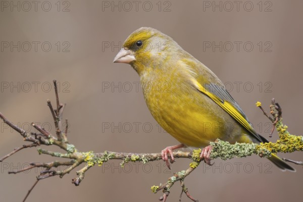 European Greenfinch (Chloris chloris) male perched on a branch, Lower Saxony, Germany