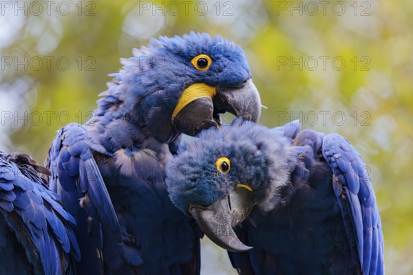 Two hyacinth macaws (Anodorhynchus hyacinthinus) sit on a dead branch at the edge of the forest and