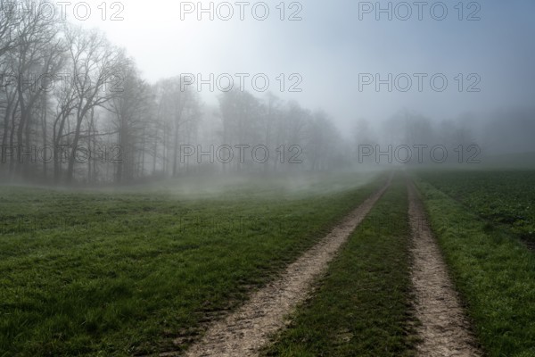 A foggy morning at the edge of a forest with a dirt track leading into the distance, Weserbergland,