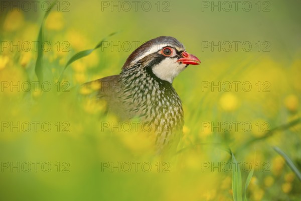A close-up of a red-legged partridge nestled among vibrant yellow flowers The bird's striking red