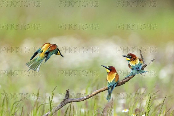 Bee-eater, (Merops apiaster), three animals, perch, Tiszaalpár, Kiskunsági National Park,
