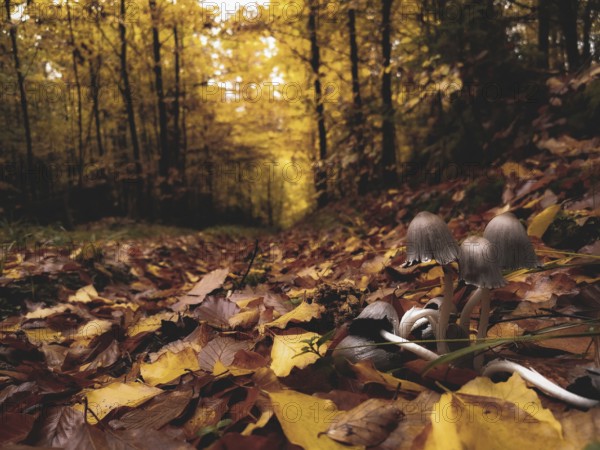 Autumn forest with colourful leaves and a few mushrooms, gypsophila (Coprinellus micaceus) on the