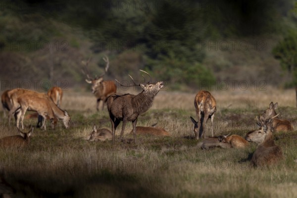 A red deer (Cervus elaphus) tests the mating readiness of a doe that has recently lain in this