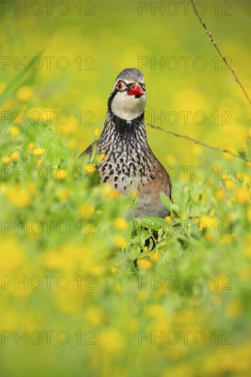 A striking red-legged partridge stands alert amidst a meadow of vivid yellow wildflowers, creating