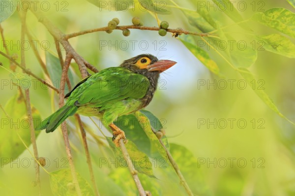 Exotic bird from Sri Lanka. Brown-headed Barbet, Megalaima zeylanica, perched on branch. Bird in