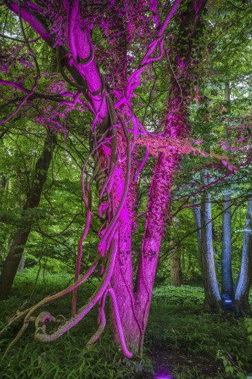 Botanical night, illuminated trees, Botanical Garden, Lichterfelde, Steglitz-Zehlendorf, Berlin,