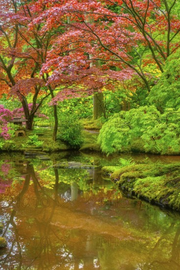 Little Japanese garden after rain, Park Clingendael, The Hague, Netherlands
