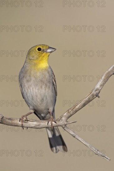 Turkey Bunting, (Emberiza cineracea), animals, birds, biotope, perch, bunting family, Lesvos,