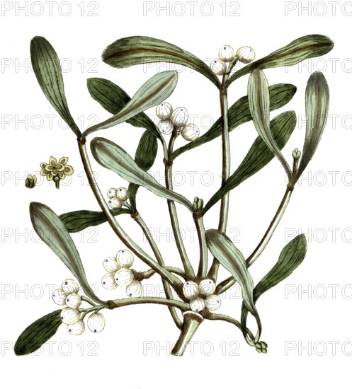 Viscum album, European mistletoe, digital reproduction of a historical original, between 1790 and