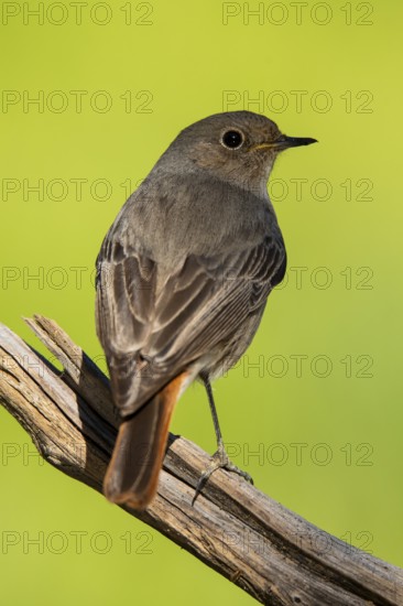 A detailed portrait of a Black Redstart, Phoenicurus ochruros, beautifully perched on a weathered