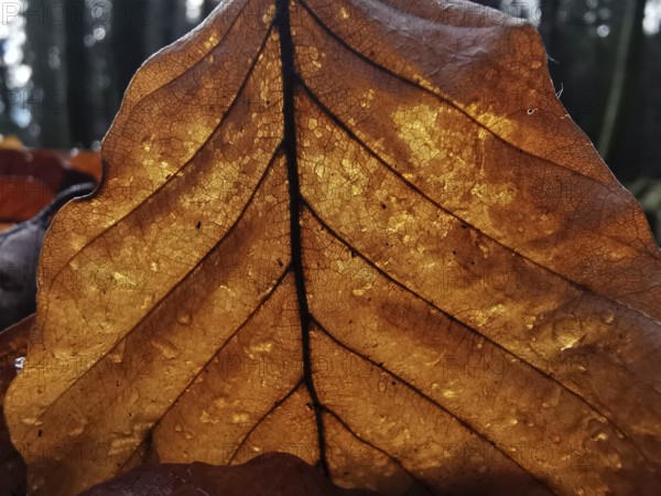 Illuminated close-up of a brown leaf with a distinctive structure and visible veins and cells in
