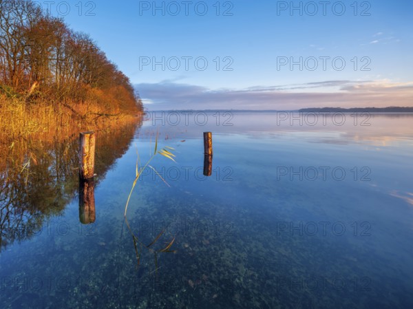 Posts and reeds in Schaalsee in the first morning light, reeds in autumn colors, Schaalsee