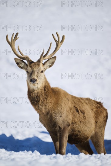 Red deer (Cervus elaphus) stag on a snowy meadow in the mountains in tirol, Kitzbühel, Wildpark