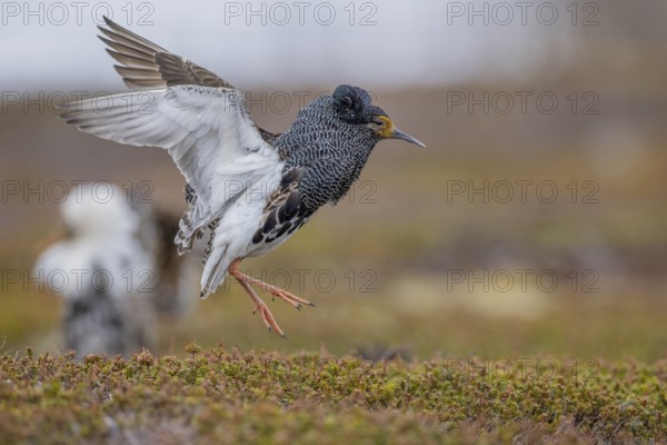 Ruff (Philomachus pugnax), at the mating site, Varanger, Norway