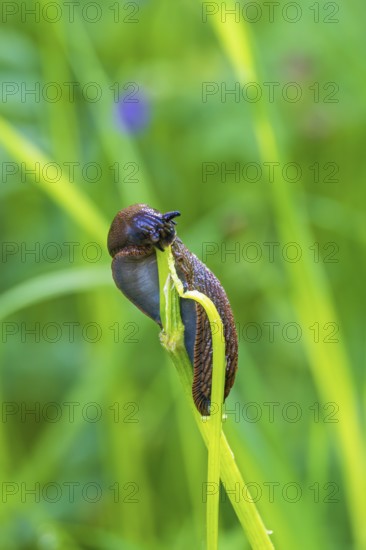 Snail eating on a plant stem in a lush green meadow
