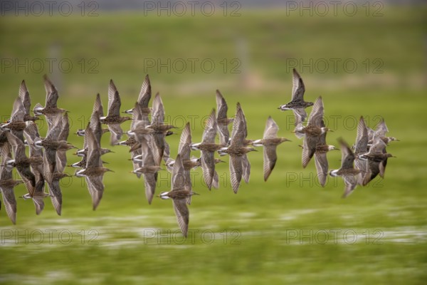 A flock of ruffs (Calidris pugnax, Syn.: Philomachus pugnax) flies close over the water, dynamic