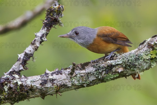 Grey-hooded Attila (Attila rufus) perched on a branch in the Atlantic rainforest of southeast