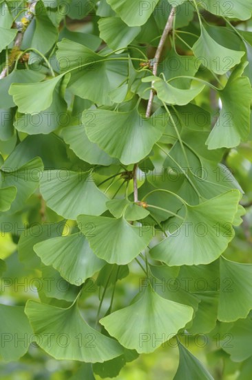 Maidenhair tree (Ginkgo biloba), Giessen Botanical Garden, Federal Republic of Germany