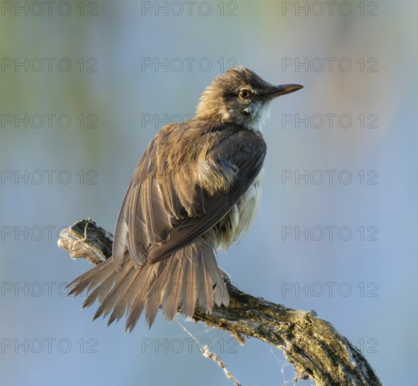 Great Reed Warbler (Acrocephalus arundinaceus) standing on an old branch and spreading its wings,