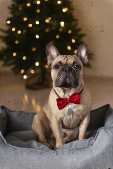 A charming French bulldog wearing a red bow tie sits in a cozy gray dog bed Behind him, a