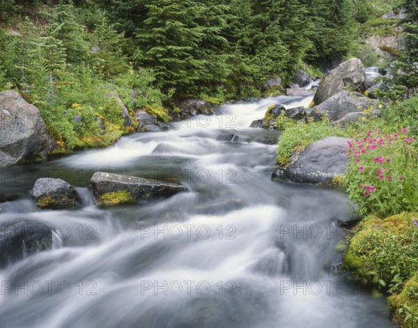 A pristine mountain stream flows over mossy rocks, surrounded by lush greenery and vibrant