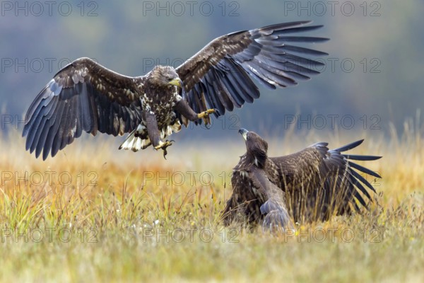 White-tailed eagle, animals, birds, birds of prey, eagle, (Haliaeetus albicill), Haliaaetus