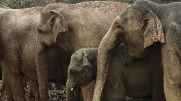 Three Asian elephants (elephas maximus), including a young one, form a close herd, Pinnawela