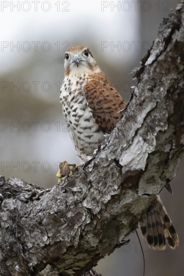 Mauritius Kestrel (Falco punctatus) with lizard prey, Mauritius