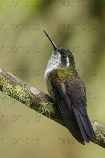 Green-throated Mountain-gem (Lampornis viridipallens) perched on a branch in Guatemala in Central