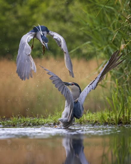 Black-crowned Night Heron (Nycticorax nycticorax) fighting, Kiskunsag National Park, Hungary