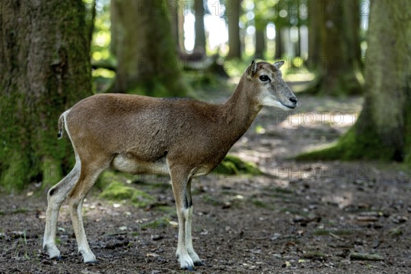 European mouflon (Ovis gmelini musimon), mouflon, female, standing in a sun-drenched forest,