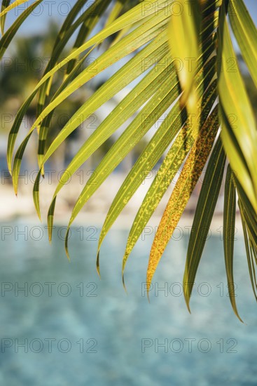 Close-up image of vibrant palm leaves with a serene blue pool backdrop, embodying a tropical