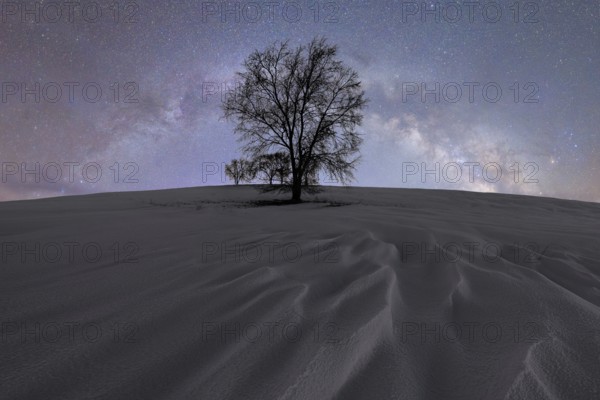 A solitary tree silhouettes against a vast, starry sky in Iceland The scene captures the serene