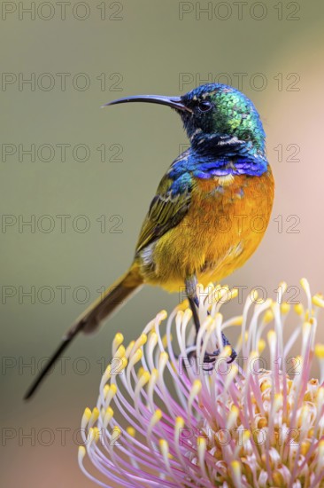 Orange-breasted sunbird (Anthobaphes violacea), Nectarinia violacea, Orange-breasted Sunbird,