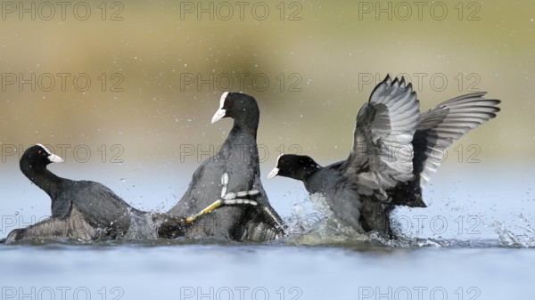 A dynamic scene of common coots fiercely competing in the serene waters of the BeleÃ±a lagoon,