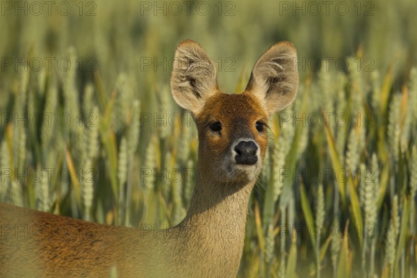 Chinese water deer (Hydropotes inermis) adult animal on farmland in summer, Norfolk, England,