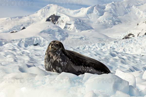 A seal rests on the ice, surrounded by snow-covered mountains in a cold Arctic landscape, Weddell