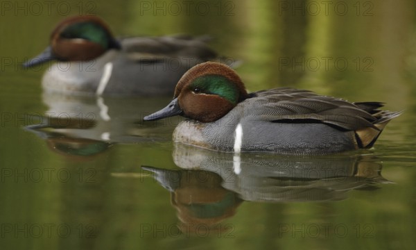 Green-winged Teal (Anas carolinensis) male, Arizona, USA