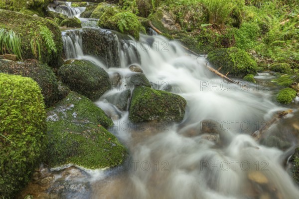 Water in a stream flows across moss-covered rocks. The scene is set in the forest in spring, with