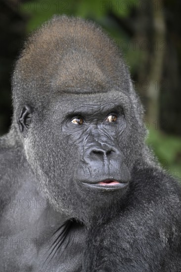 Western lowland gorilla (Gorilla gorilla gorilla), portrait, Réserve Lésio-Louna nature reserve,
