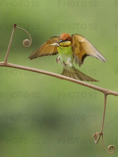 Chestnut-headed Bee-eater (Merops leschenaulti) landing with dragonfly in beak on a twig,